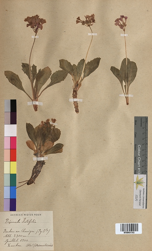 Primula latifolia (Primulaceae)