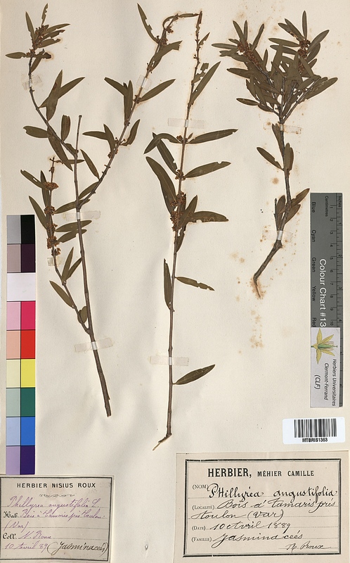 Phillyrea angustifolia (Oleaceae)
