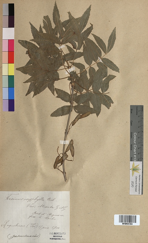 Fraxinus oxyphylla (Oleaceae)