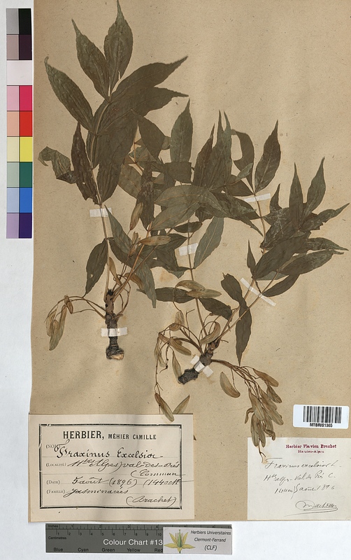 Fraxinus excelsior (Oleaceae)