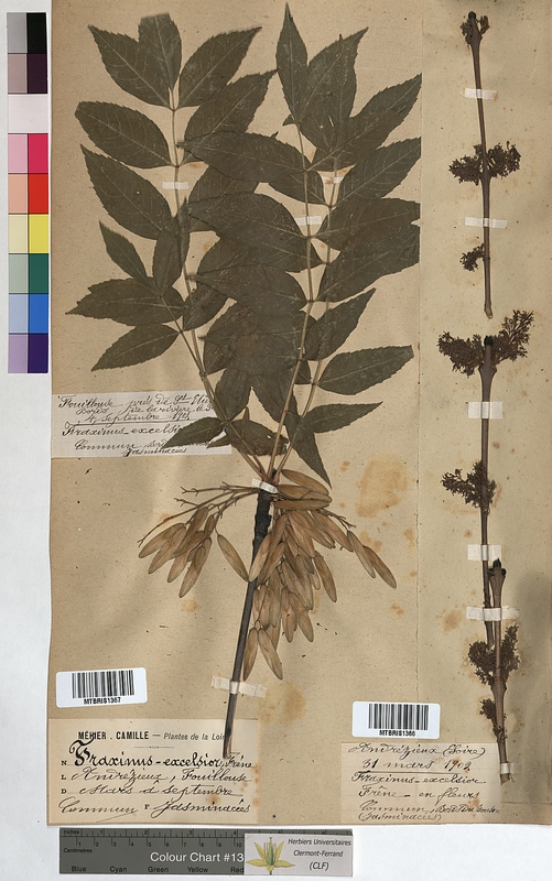 Fraxinus excelsior (Oleaceae)