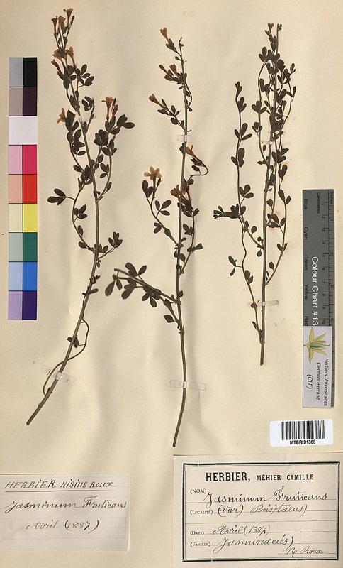 Jasminum fruticans (Oleaceae)