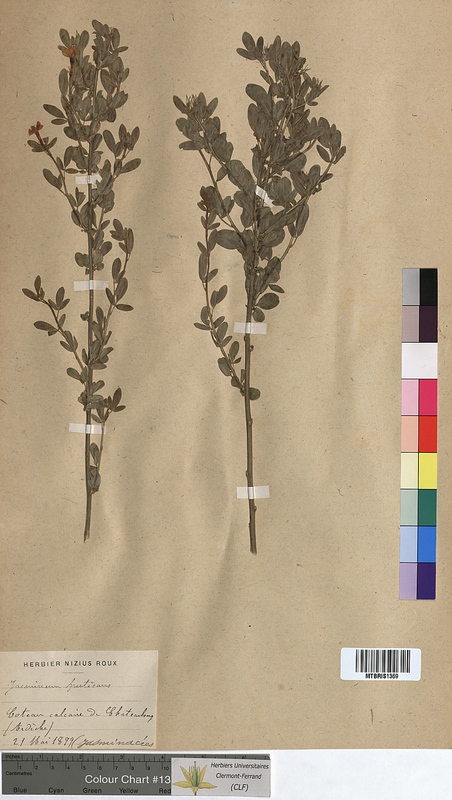 Jasminum fruticans (Oleaceae)