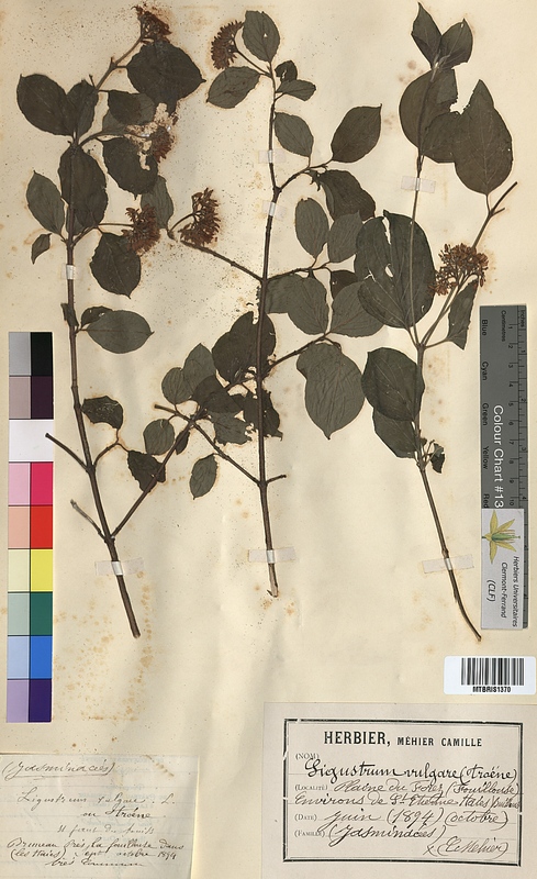 Ligustrum vulgare (Oleaceae)