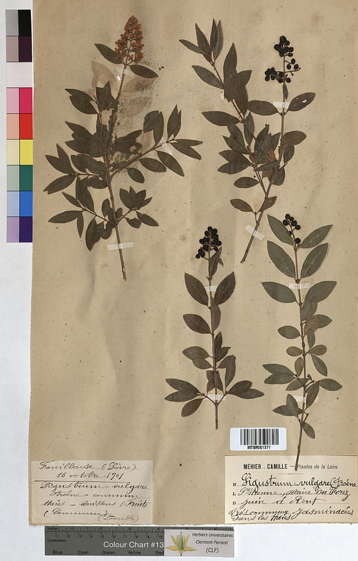 Ligustrum vulgare (Oleaceae)