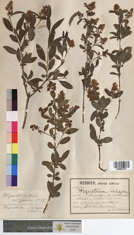 Ligustrum vulgare (Oleaceae)