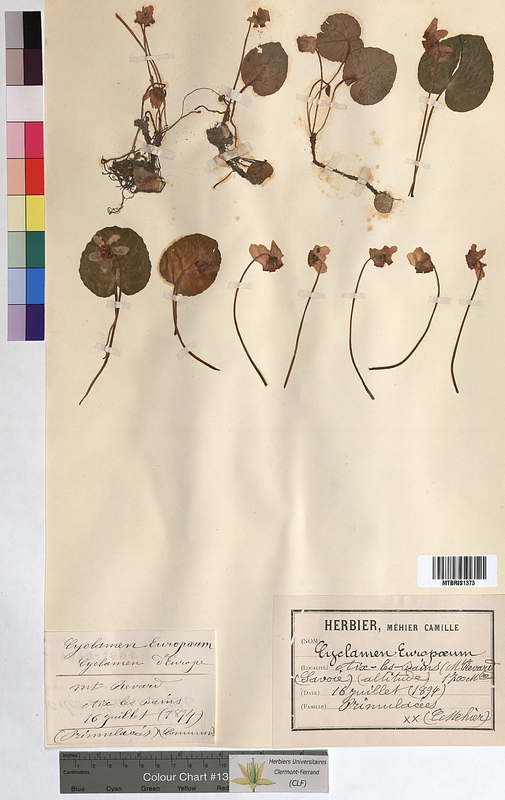 Cyclamen europaeum (Primulaceae)