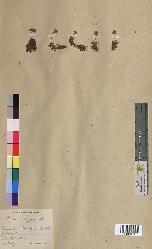 Androsace laggeri (Primulaceae)