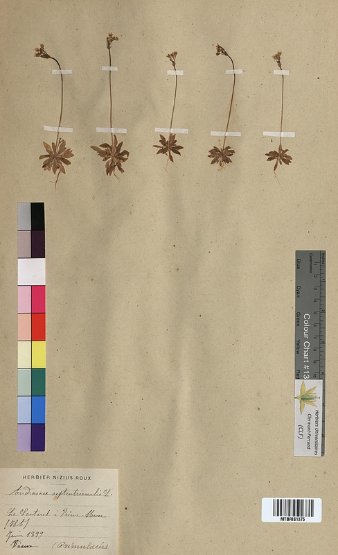 Androsace septentrionalis (Primulaceae)