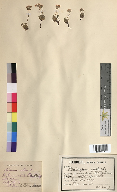 Androsace villosa (Primulaceae)