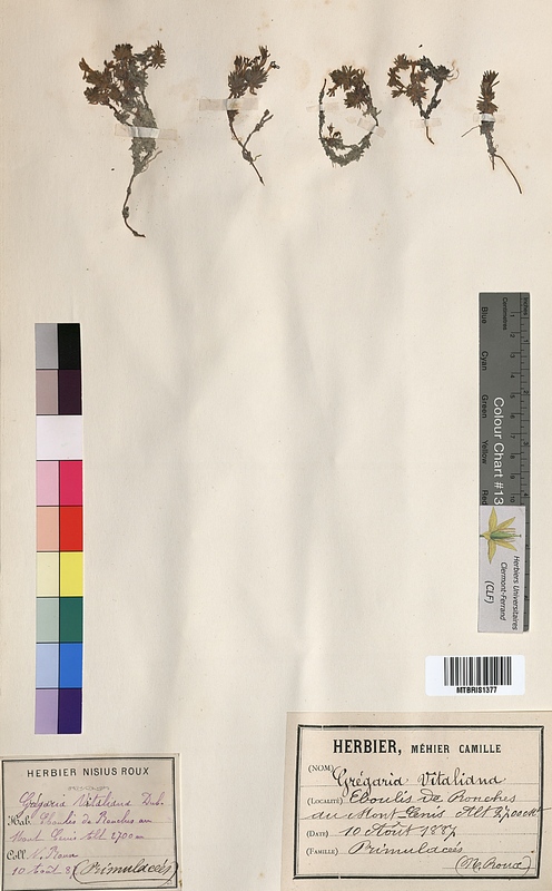 Gregoria vitaliana (Primulaceae)