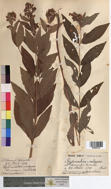 Lysimachia vulgaris (Primulaceae)