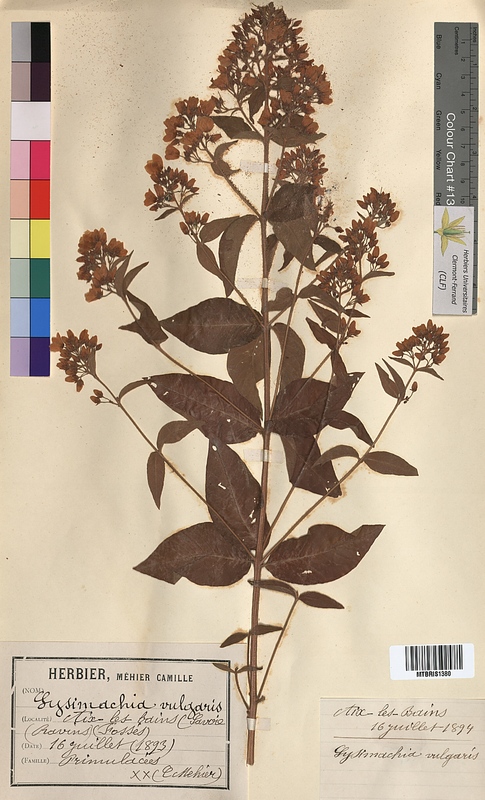 Lysimachia vulgaris (Primulaceae)