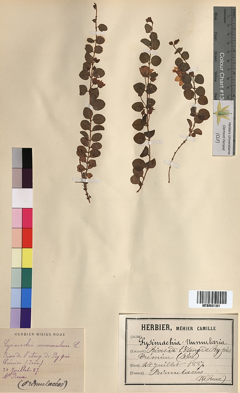 Lysimachia nummularia (Primulaceae)