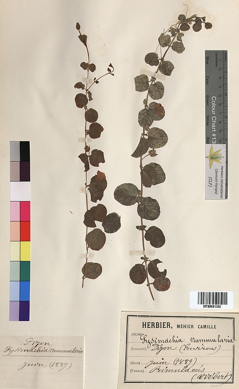 Lysimachia nummularia (Primulaceae)