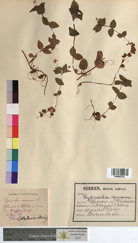 Lysimachia nemorum (Primulaceae)