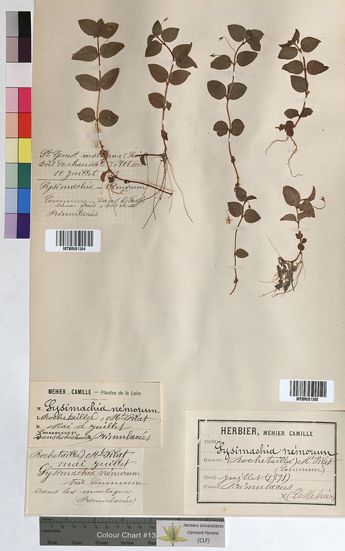 Lysimachia nemorum (Primulaceae)
