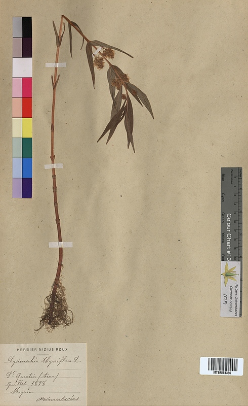 Lysimachia thyrsiflora (Primulaceae)