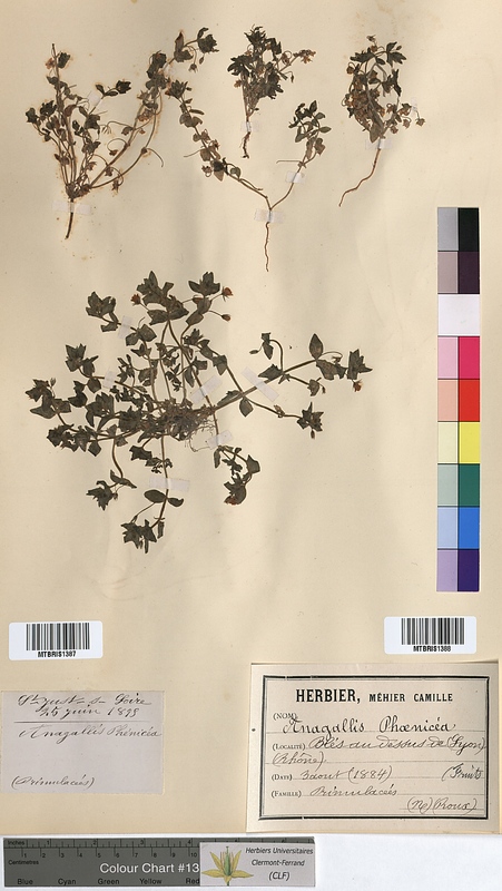 Anagallis phoenicia (Primulaceae)