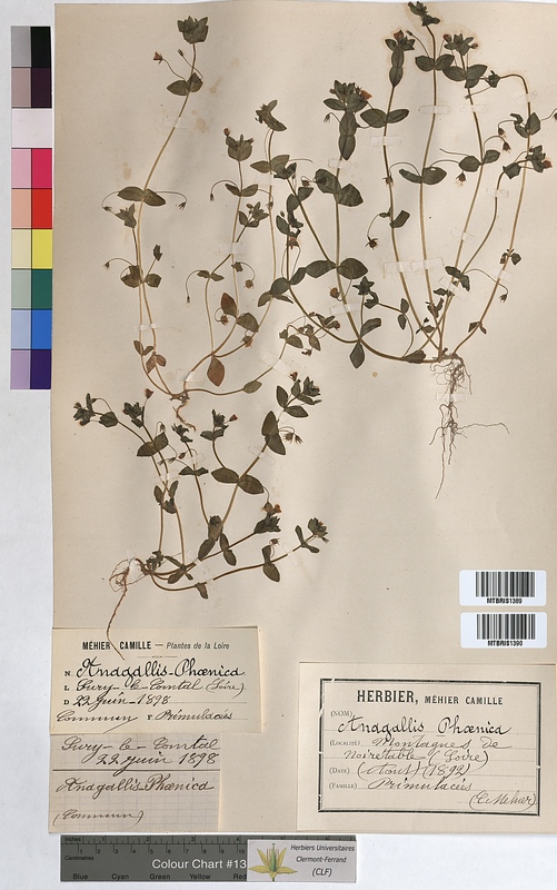 Anagallis phoenicia (Primulaceae)