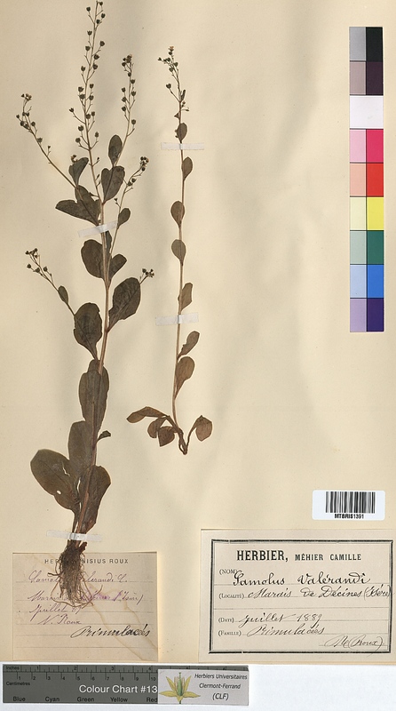 Samolus valerandi (Primulaceae)