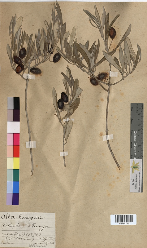 Olea europaea (Oleaceae)