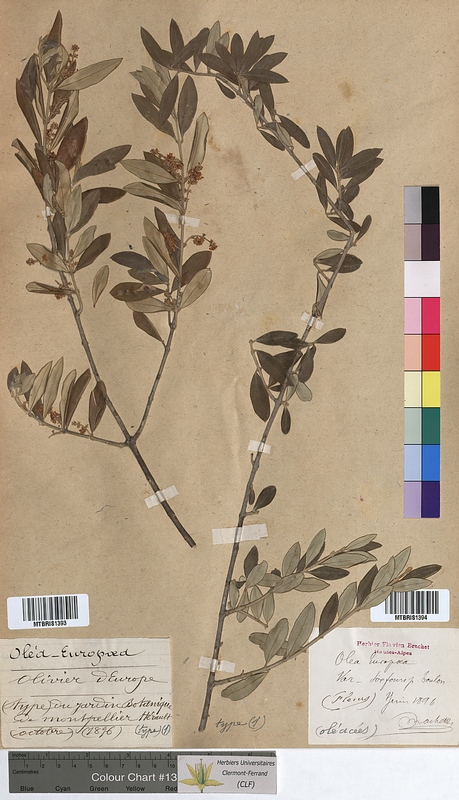 Olea europaea (Oleaceae)