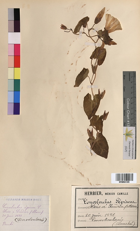 Convolvulus sepium (Convolvulaceae)