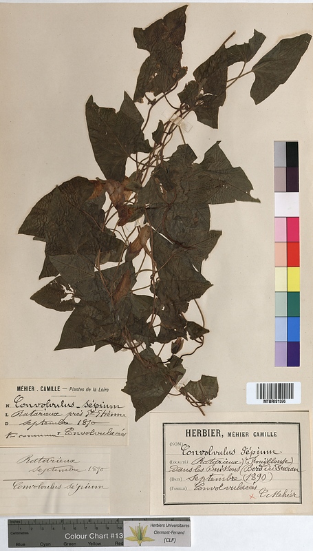 Convolvulus sepium (Convolvulaceae)