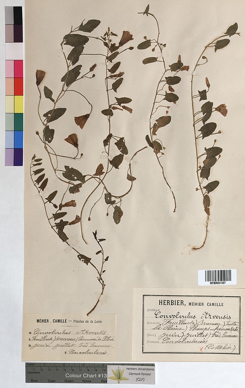 Convolvulus arvensis (Convolvulaceae)