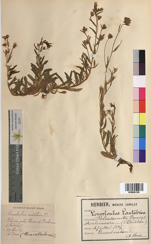 Convolvulus cantabrica (Convolvulaceae)