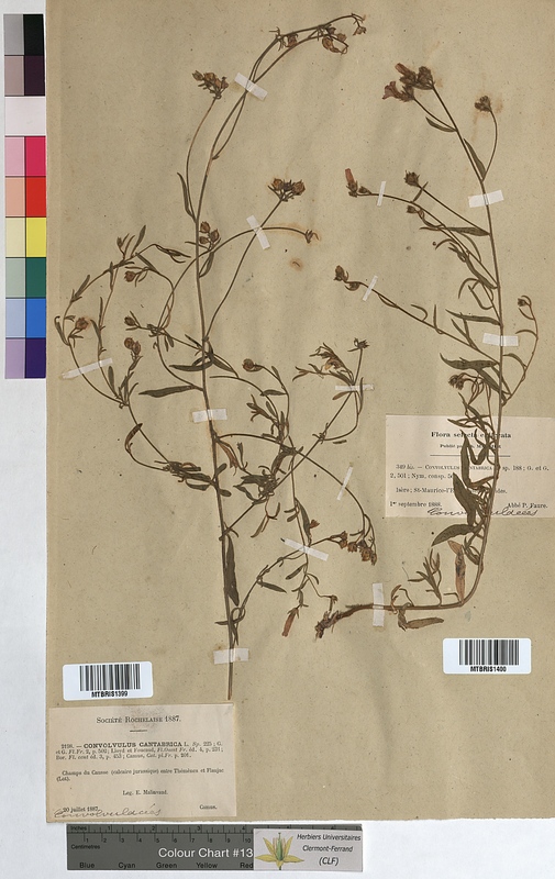 Convolvulus cantabrica (Convolvulaceae)