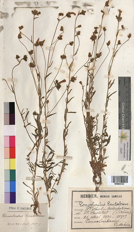 Convolvulus cantabrica (Convolvulaceae)