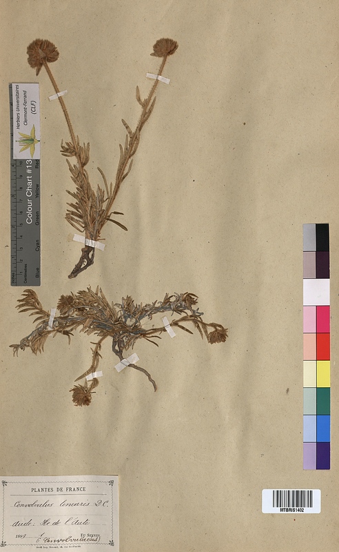 Convolvulus linearis (Convolvulaceae)