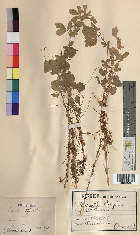 Cuscuta trifolii (Convolvulaceae)