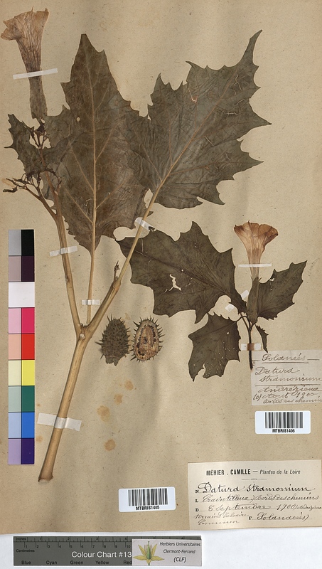 Datura stramonium (Solanaceae)