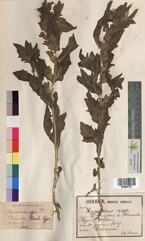 Hyoscyamus niger (Solanaceae)