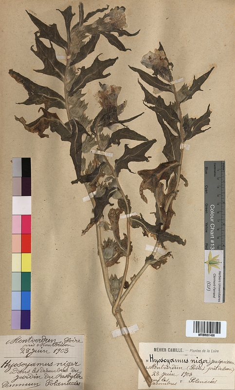 Hyoscyamus niger (Solanaceae)
