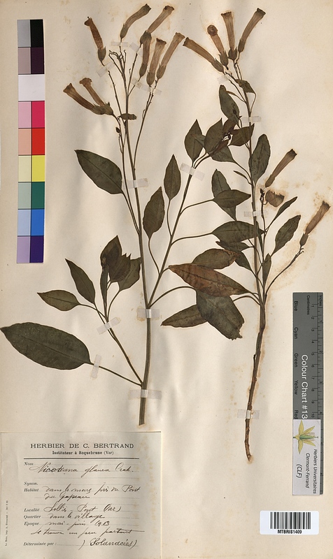Nicotiana glauca (Solanaceae)