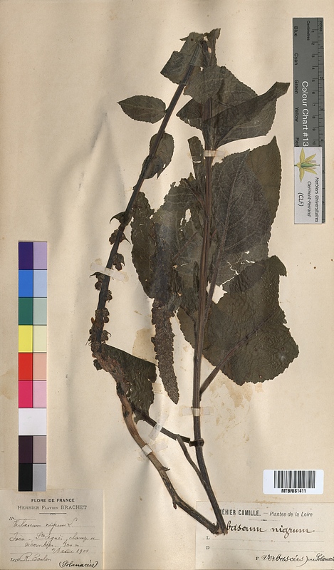 Verbascum nigrum (Scrophulariaceae)