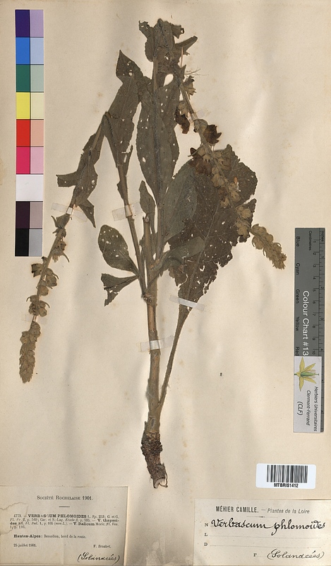 Verbascum phlomoides (Scrophulariaceae)
