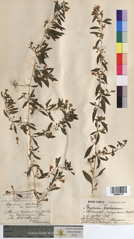 Lycium barbarum (Solanaceae)