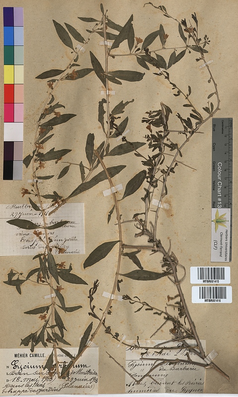 Lycium barbarum (Solanaceae)