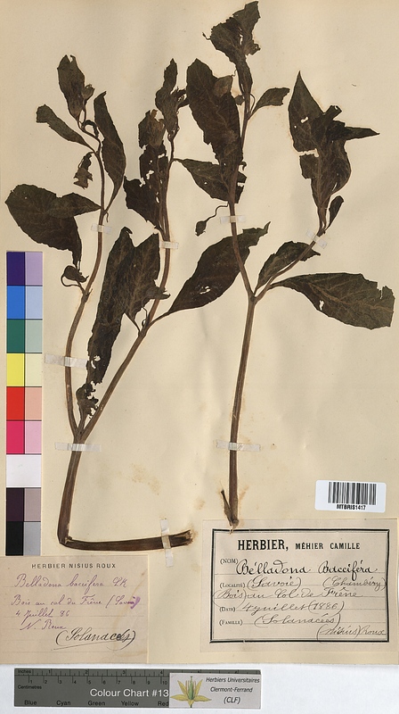 Belladonna baccifera (Solanaceae)