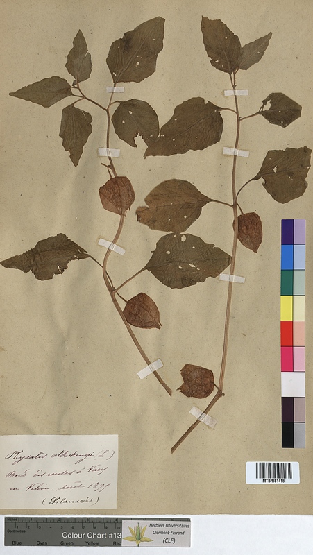 Physalis alkekengi (Solanaceae)