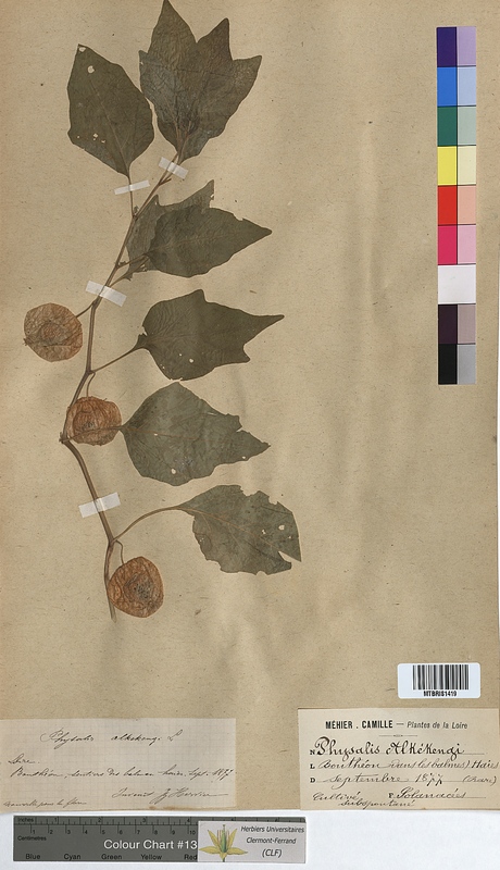 Physalis alkekengi (Solanaceae)