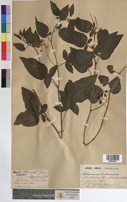 Solanum dulcamara (Solanaceae)