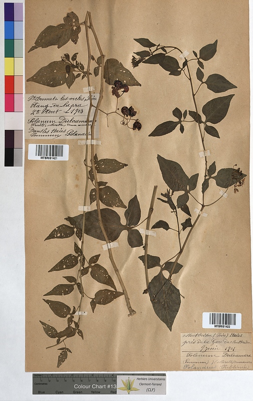 Solanum dulcamara (Solanaceae)