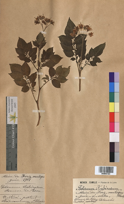 Solanum tuberosum (Solanaceae)