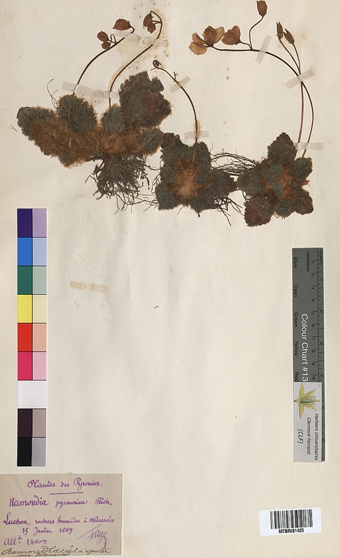 Ramonda pyrenaica (Gesneriaceae)